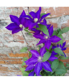 Clematis 'The President' (lielziedu) 4 L konteinerā