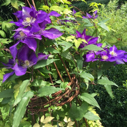 Clematis 'The President' (lielziedu) 4 L konteinerā
