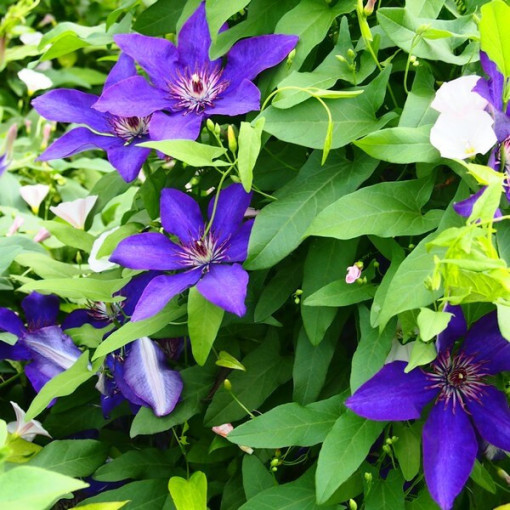 Clematis 'The President' (lielziedu) 4 L konteinerā