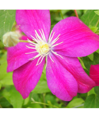 Clematis Sunset (lielziedu) 4l