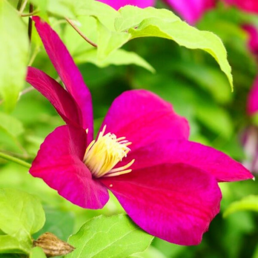 Clematis Sunset (lielziedu) 2L