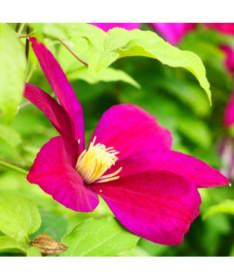 Clematis Sunset (lielziedu) 2L
