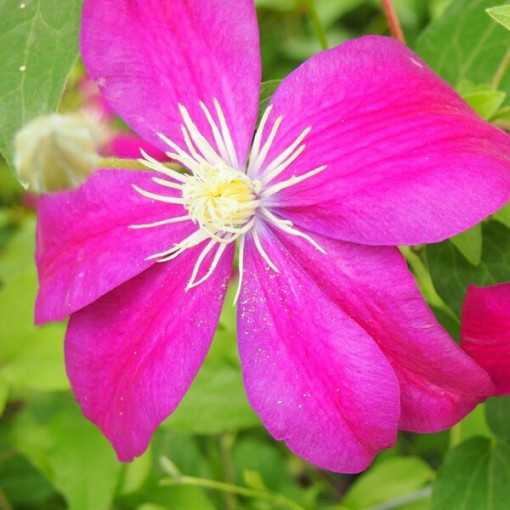 Clematis Sunset (lielziedu) 2L