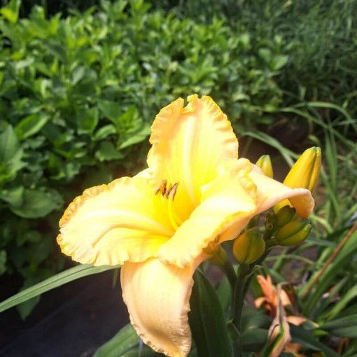 Dienlilija Bright Dawn, 2L trauks