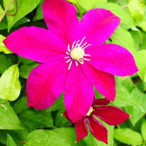 Clematis Sunset (lielziedu) 2L