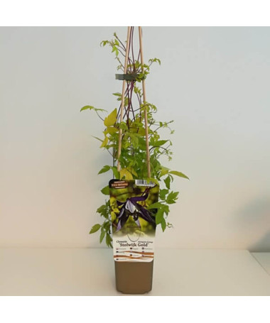 Clematis Stolwijk Gold 2 l