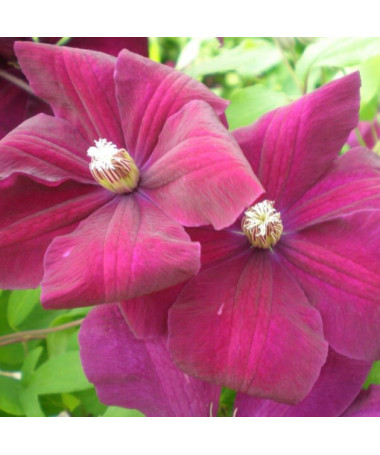 Clematis Rouge Cardinal 2L