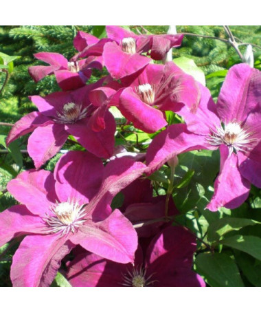 Clematis Rouge Cardinal 2L