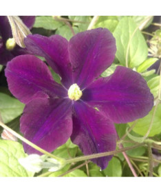 Klematis Romantica 2 l traukā