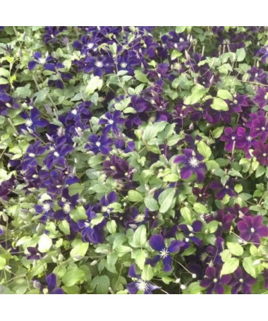 Klematis Romantica 2 l traukā