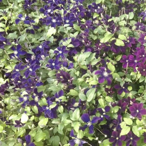 Klematis Romantica 2 l traukā