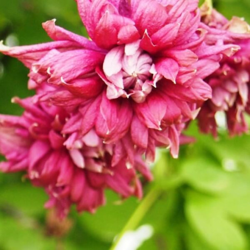 Klematis Purpurea Plena Elegans (viticella) 2 l