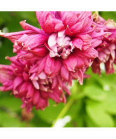 Klematis Purpurea Plena Elegans (viticella) 2 l