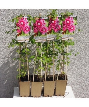 Klematis Purpurea Plena Elegans (viticella) 2 l