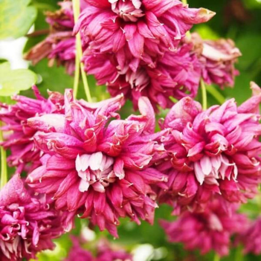 Klematis Purpurea Plena Elegans (viticella) 2 l