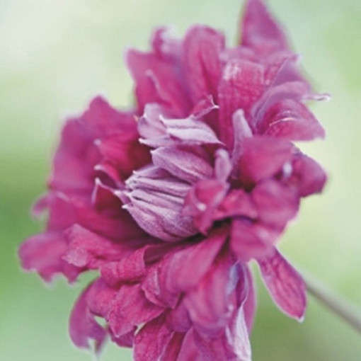 Klematis Purpurea Plena Elegans (viticella)4l