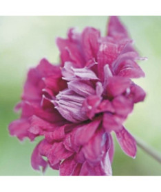 Klematis Purpurea Plena Elegans (viticella)4l