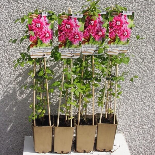 Klematis Purpurea Plena Elegans (viticella)4l
