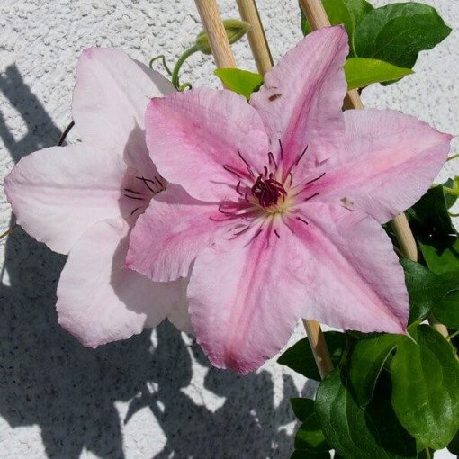 Klematis Pink Fantasy 2L traukā