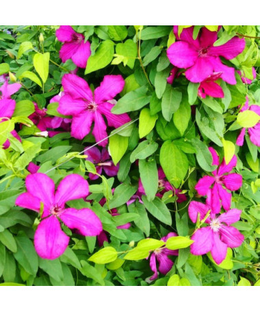 Clematis Kardināls Višinskis (lielziedu) 4L pods