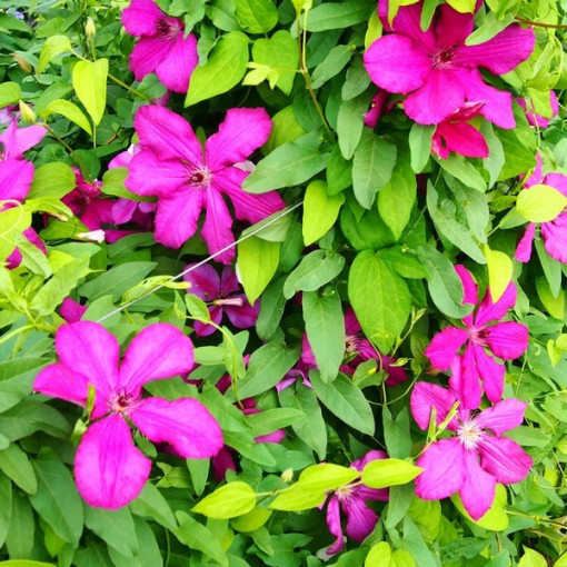 Clematis Kardināls Višinskis (lielziedu) 4L pods