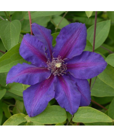 Klematis Mrs N. Thompson (lielziedu) 2l