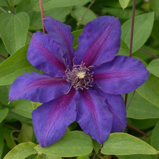 Klematis Mrs N. Thompson (lielziedu) 2l