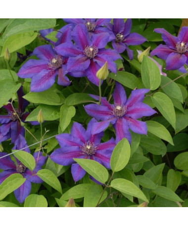 Klematis Mrs N. Thompson (lielziedu) 2l