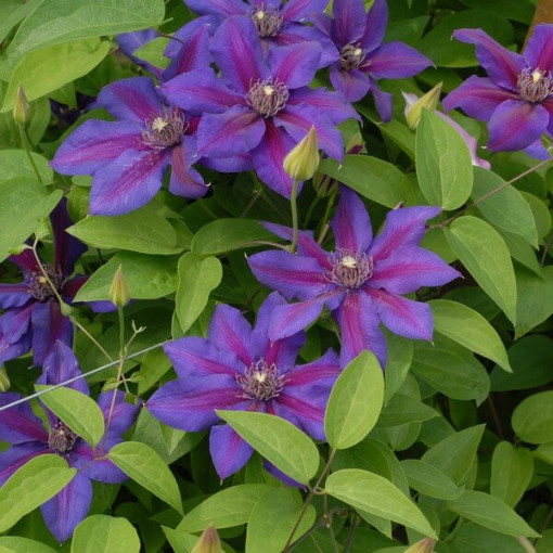 Klematis Mrs N. Thompson (lielziedu) 2l
