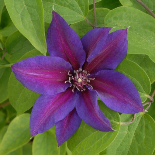 Klematis Mrs N. Thompson (lielziedu) 2l