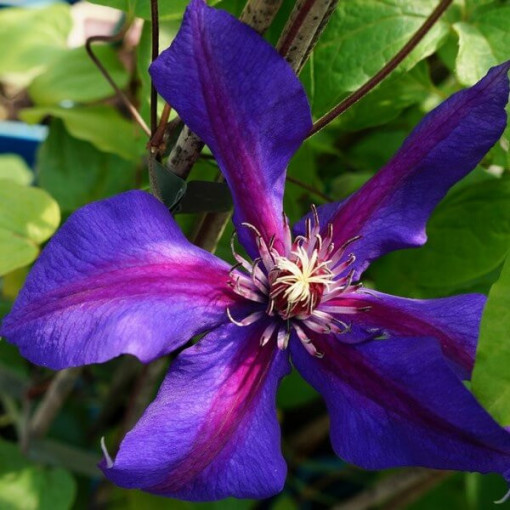 Klematis Mrs N. Thompson (lielziedu) 2l