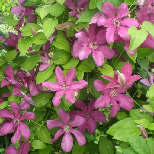 Clematis Kardināls Višinskis (lielziedu) 4L pods
