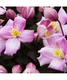 Klematis Montana Rubens (botāniskais) KALNU, 2 l