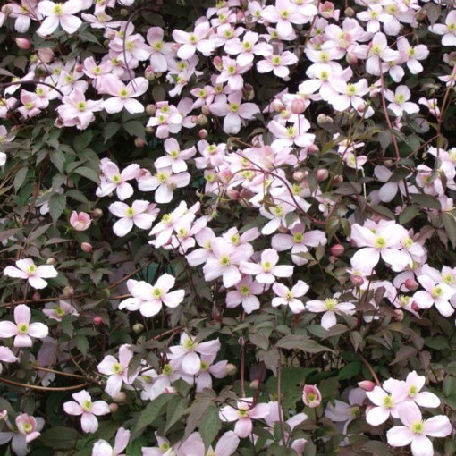 Klematis Montana Rubens (botāniskais) KALNU, 2 l