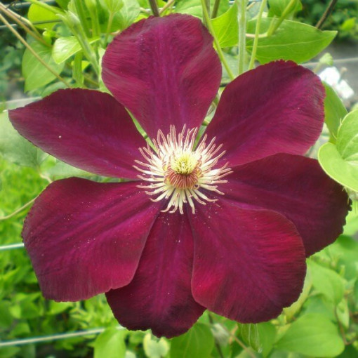 Klematis Mazowsze (lielziedu)  2L