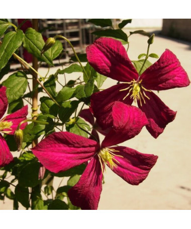 Klematis Madame Julia Correvon (viticella)  2L