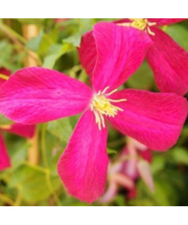 Klematis Madame Julia Correvon (viticella)  2L