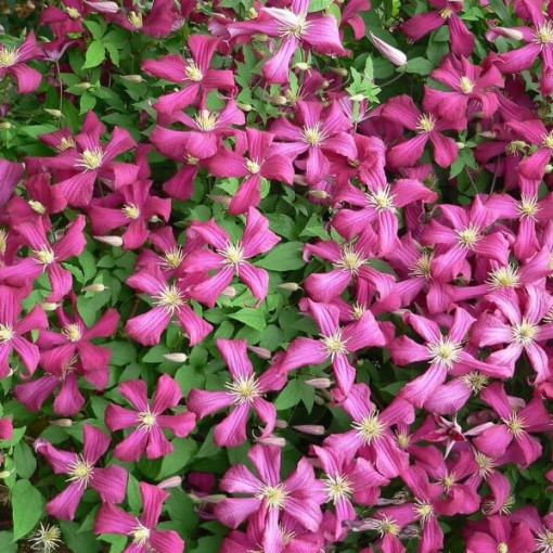 Klematis Madame Julia Correvon (viticella)  2L