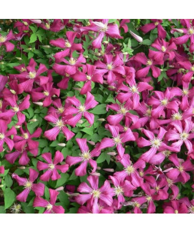 Klematis Madame Julia Correvon (viticella)  4L