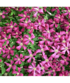 Klematis Madame Julia Correvon (viticella)  4L