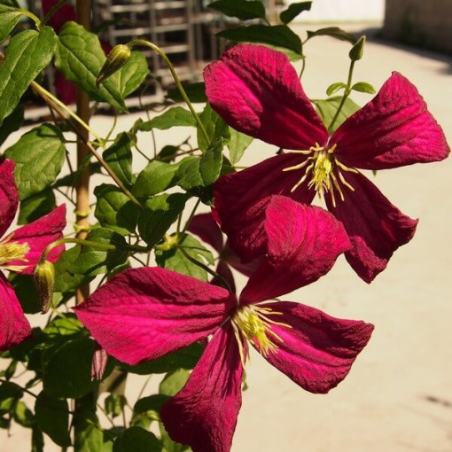 Klematis Madame Julia Correvon (viticella)  4L