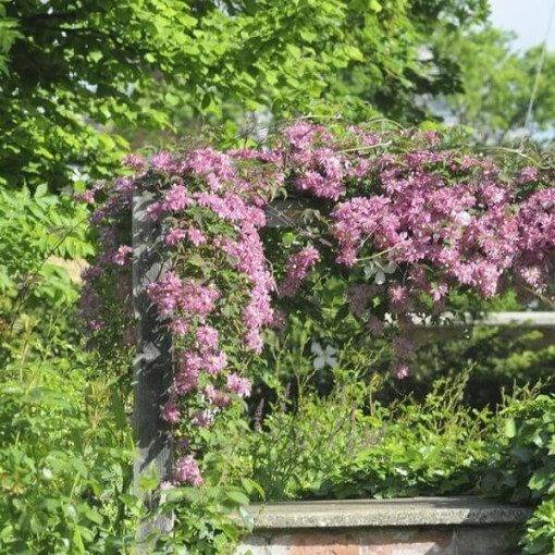 Clematis Montana Marjorie (kalnu veids), 4L pods.
