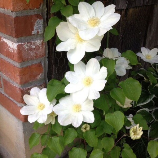 Klematis Lemon Chiffon (lielziedu)  4L