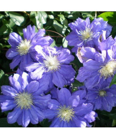 Klematis Kiri Te Kanawa (lielziedu) PILNS  4L