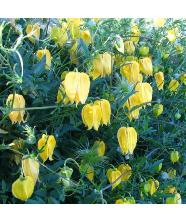 Botāniskais klematis 'Bill Mackenzie', 4L pods.