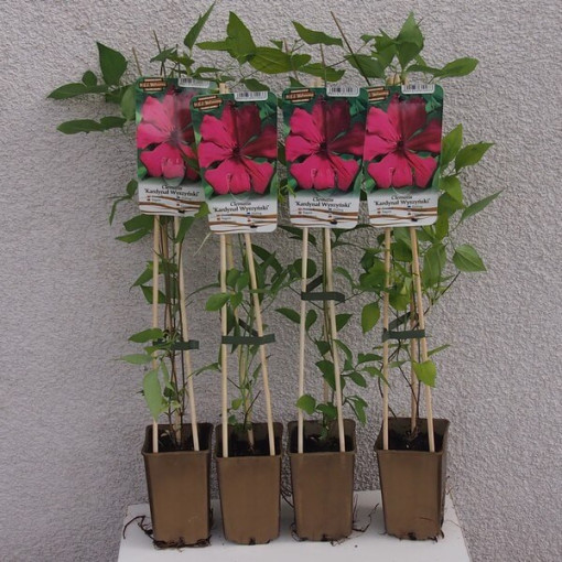 Klematis Kardynał Wyszyński (lielziedu)  2L