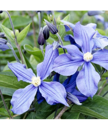 Klematis Justa (lielziedu)  4L