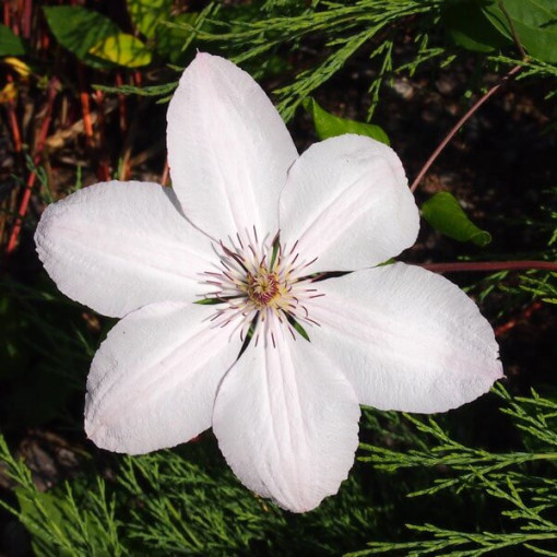 Klematis 'Jan Paweł II' (lielziedu) 4 litru pods