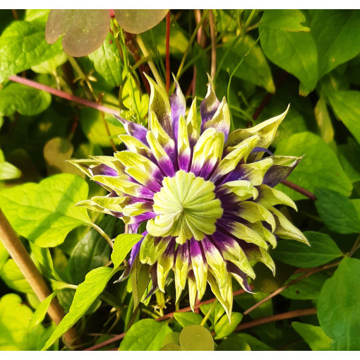 Clematis 'Coco Lovers' pods. 4L