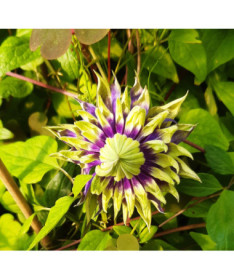 Clematis 'Coco Lovers' pods. 4L